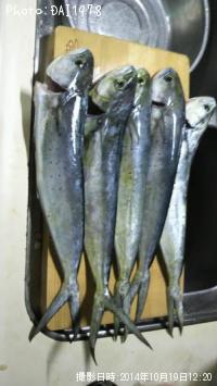 �ڥ�ڥ󥷥���