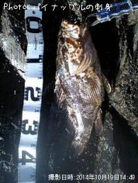 �٥å�������