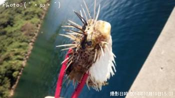 �ϡ����ꡡ���������󡡡��ܡ�����