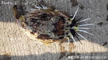 �ϡ����ꡡ���������󡡡��ܡ�����