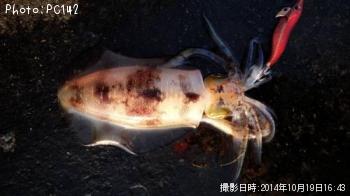 �����ꥤ��