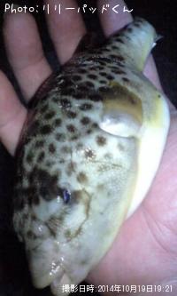 Ǧ���ե��Σ�����Ĺ�פ���