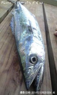 海の荒くれ者
☆沙悟嬢〜☆(b^皿゜)