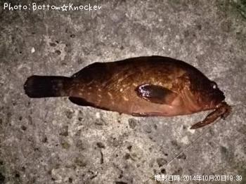 �����ϥ�