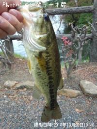 �֥�å��Х�