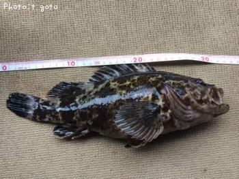 ¥¿¥±¥Î¥³¥á¥Ð¥ë