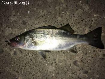 ¥Ò¥é¥»¥¤¥´