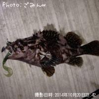 ��饽��