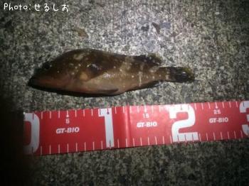 ¡ù¥¥¸¥Ï¥¿¡ù