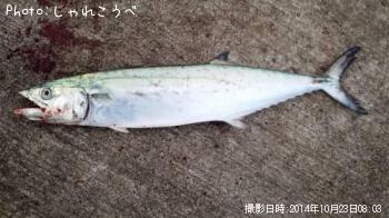 ¥µ¥´¥·¡õ¥À¥Ä