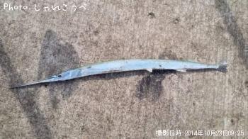 ¥µ¥´¥·¡õ¥À¥Ä