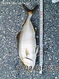 ���ӥ���ѥ�