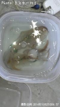 �����ꥤ��