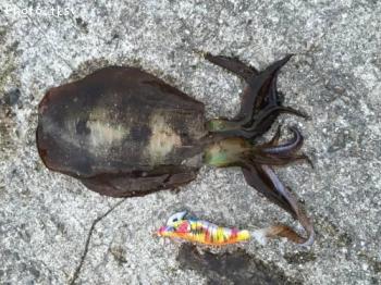 �����ꥤ��