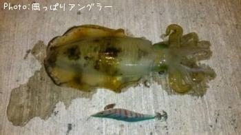 �����ꥤ��