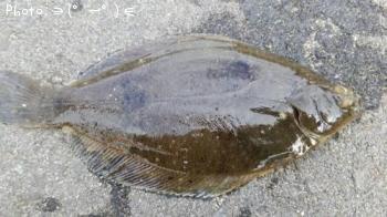 ¥«¥ì¥¤¡¡£Ó