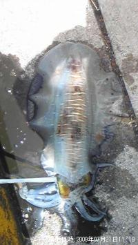 �����ꥤ��