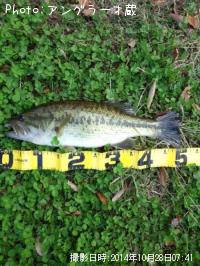 �֥�å��Х�