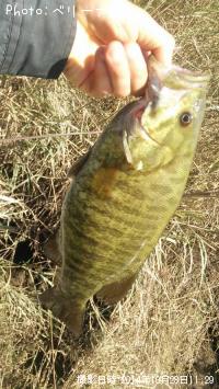 ���⡼��ޥ����Х�