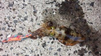 �����ꥤ��