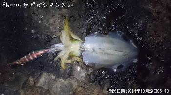 �����ꥤ��