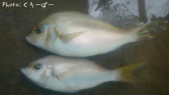 ¥Ò¥È¥¹¥¸¥¿¥Þ¥«¥·¥é