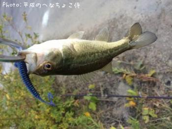 ¥Ö¥é¥Ã¥¯¥Ð¥¹