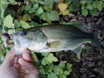 �֥�å��Х�