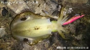 ¥¢¥ª¥ê¥¤¥«