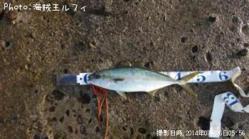 ¥·¥ç¥¢¥Þ¥µ