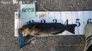 �����ʥ�