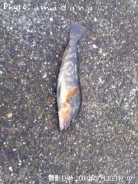 �����ʥ�