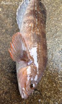 �����ʥ�