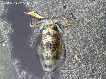 �����ꥤ��