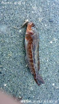 �ߥˡ������ʥ�