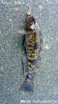 �ߥˡ������ʥ�