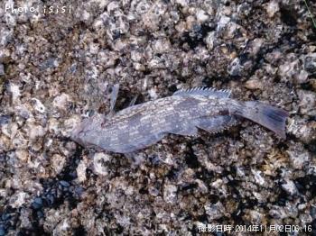 �����ʥ�