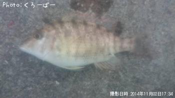 �ۥ����������ӥ�