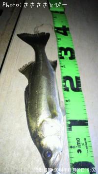 �����Х��������