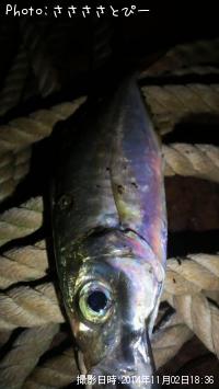 �����Х��������