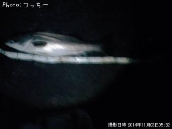 ¥·¡¼¥Ð¥¹