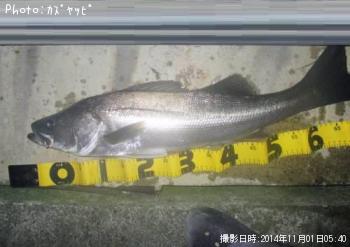 �����Х�