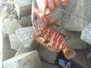 �����ϥ�