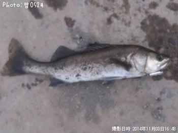 �����Х�