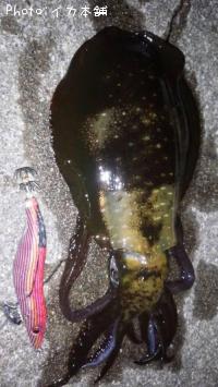 �����ꥤ��