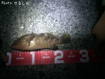 �����ϥ�