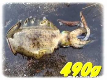 ¥¢¥ª¥ê¥¤¥«