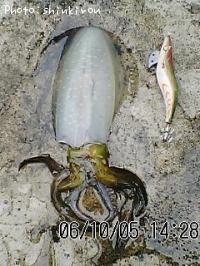 �����ꥤ��