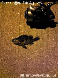 �����Υ�