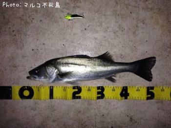 �����Х�